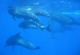 globicéphale à longues nageoires photo sous-marine plongée faune sous-marine mammifère 