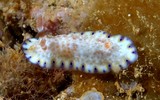 Goniobranchus aureopurpureus species colorful sea slug dorid nudibranch marine gastropod mollusk Chromodorididae