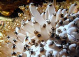 Corail marguerite - Oman Sea