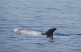Dauphin gris Méditerranée grey dolphin sea