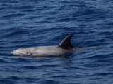 Dauphin de risso vieux male zébrée de blanc Méditerranée dolphin mammal