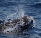 Dauphin de risso grampus gris Méditerranée killer whale fish