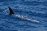 Dauphin de risso Méditerranée delfino di Risso aileron
