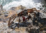 Grapsus tenuicrustatus crabe coureur commun Tahiti Polynésie