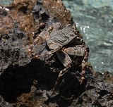 Grapsus tenuicrustatus common sally-light-foot Polynesia Tahiti marine fauna