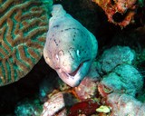 Grey moray - ras sarkan - Oman Sea