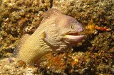 Starry moray - Mussandam Peninsula - Sultanate of Oman