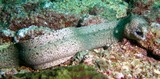 Murène ondulante - Mer d'oman - peninsule de mussandam