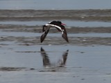 Haematopus finschi South Island Pied Oystercatcher flying over the mud Farewell Spit New Zealand