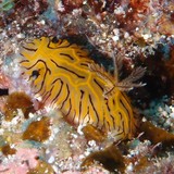 Halgerda johnsonorum nudibranche jaune ligne noir Nouvelle-Calédonie