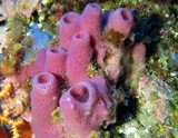 Pink cylinder sponge - mediterranean sea - toulon