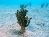 algue halimeda cylindracea Nouvelle-Caléonie baie des citrons plongée sous-marine New Caledonia algue diving underwater picture