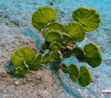 Algue halimeda macroloba Nouvelle-Calédonie plantae new caledonia underwater picture photographer
