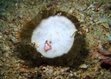 Long tentacle fungia back side Oman diving Musandam