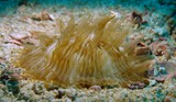 Corail-anémone mer d'Oman Mussandam plongée sous-marine photo