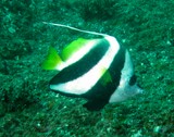 Heniochus acuminatus Longfin bannerfish poisson cocher commun Oman Mussandam diving fish