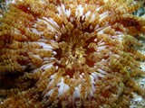 Anemone de la Mer d'Oman