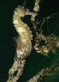 Hippocampus kuda Smooth Seahorse Oman the body ends in a long tubular snout