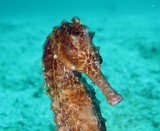 Hippocampus kuda Cheval de mer doré Sultanat Oman plongée sous-marine