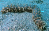 Holothuria hilla light spotted sea cucumber New Caledonia Echinoderm