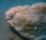 Holothuria microthele fuscopunctata bouche de concombre de mer Holothurie trompe d'éléphant Nouvelle-Caledonie New Caledonia sea animal