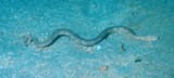 Hydrophis mcdowelli Hydrophide de McDowell Serpent marin Nouvelle-Calédonie danger morsure venin