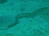 Hydrophis mcdowelli kharin Small-headed Seasnake Mcdowell's Sea Snake New Caledonia