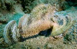 Inimicus caledonicus Rascasse ennemie Nouvelle-Calédonie poisson scorpion
