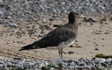 Ichthyaetus hemprichii Sooty Gull bird in the United Arab Emirates birds on sand and stone beach
