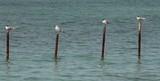 Oiseaux se reposant sur des pieux dans la lagune d'Abu Dhabi