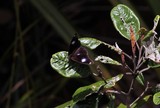 papillon noir point blanc Nouvelle-Calédonie 