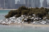 Mangrove Abu Dhabi Birds United Arab Emirates