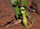 Plantes à fleurs de la Nouvelle-Calédonie New Caledonia flora