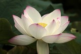 Nelumbo nucifera Indian lotus Sydney Park Australia
