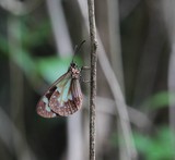 Ailes de papillon Nouvelle-Calédonie faune endémique