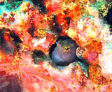 ECSENIUS PULCHER - Pearl Island - Oman Sea