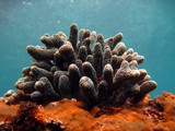 Coral and polypes - Oman Sea