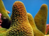 Green Soft Coral - oman sea