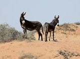 Donkeys in the dune Abu Dhabi desert sand United Arab Emirates