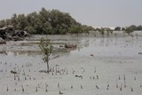 Mangrove Abu Dhabi