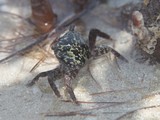 Mottled crab Abu Dhabi Mangrove