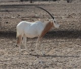 Animal mammal in the desert Abu Dhabi United Arab Emirates