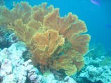 Cnidaire de Nouvelle-Calédonie corail, anémone de mer, méduses