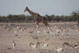 Giraf running in the sand of Abu Nair Island Animal Park Abu Dhabi United Arab Emirates