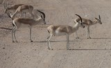 Sand Gazelle Aub Nair Island Zoo park Abu Dhabi