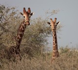 Curious girafs look at the photographer Abu Dhabi Abu Nair Island