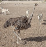 Zoo animal big birds Abu Nair Island park Abu Dhabi United Arab Emirates