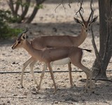 Wild Animals in a park Abu Nair Island Abu Dhabi
