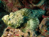 Scorpaenopsis diabolus Poisson-scorpion diable Nouvelle-Caledonie bouche est inclinée vers le haut