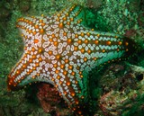 starfish - Oman sea - mussandam